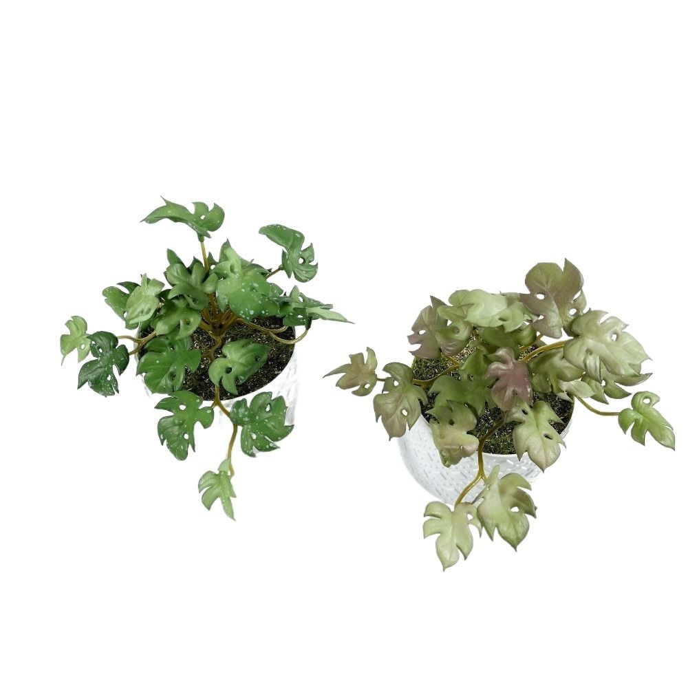 Green Garden Home Shop for Win - Bonsai Garden Shop avaliação e preço