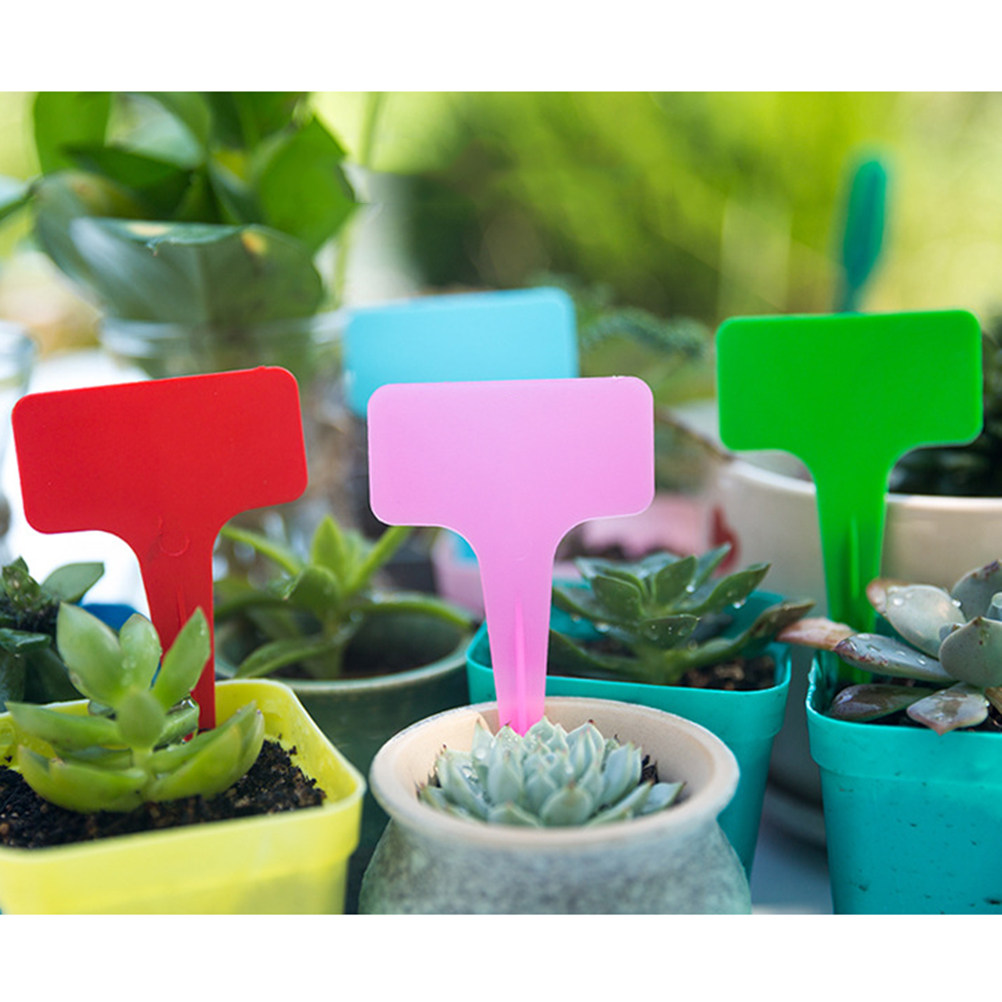 200Pcs Succulent Plant Labels  - Bonsai Garden Shop avaliação e preço